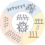 Antimicrobial cationic polymers: from structural design to functional control (invited review)