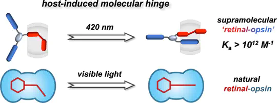 Biomimetic entropy-dominant molecular hinges with picomolar affinity