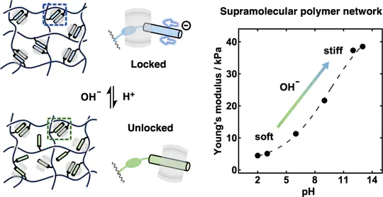 Kinetic Locking of pH-Sensitive Complexes for Mechanically Responsive Polymer Networks